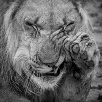 Wildlife b&w